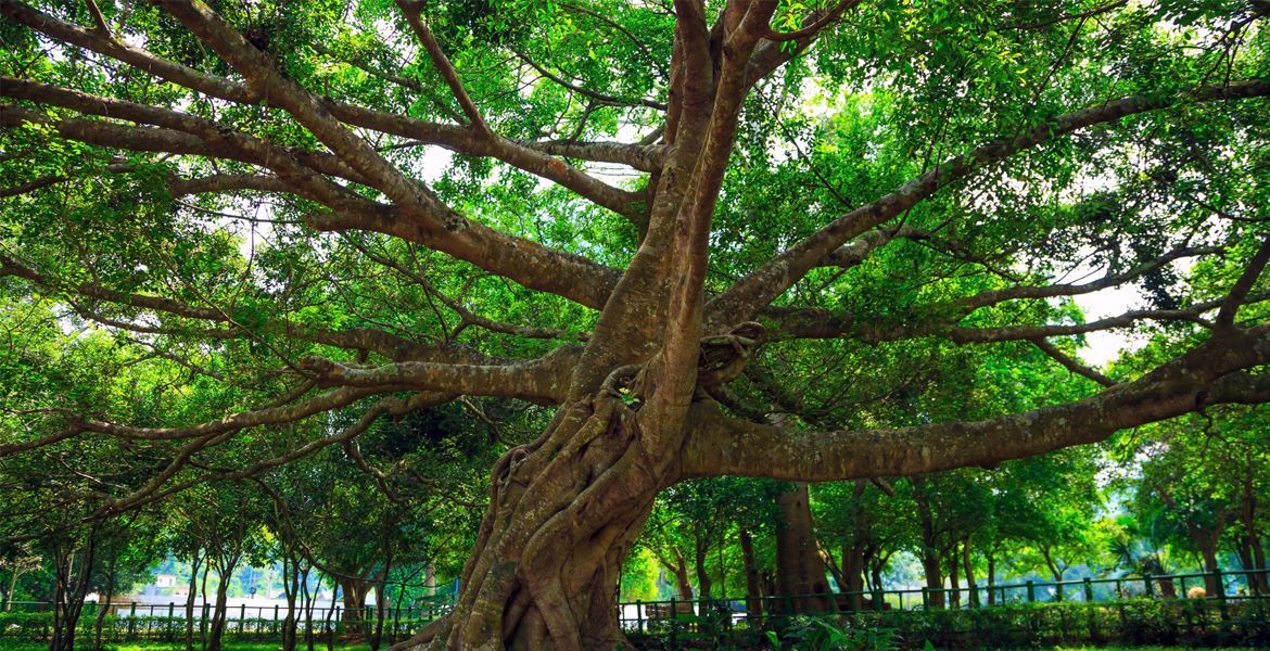 Cuc Phuong National Park Day Tour